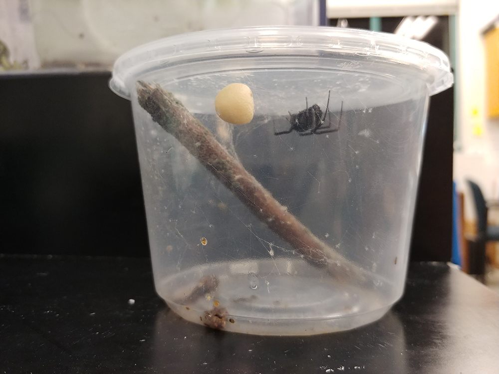 A black widow spider in a clear cup with a yellowish white egg case