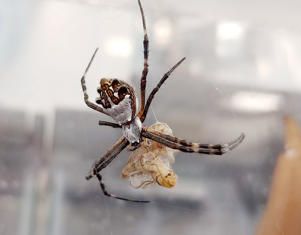 A picture of a spider wrapping a cricket in its web.