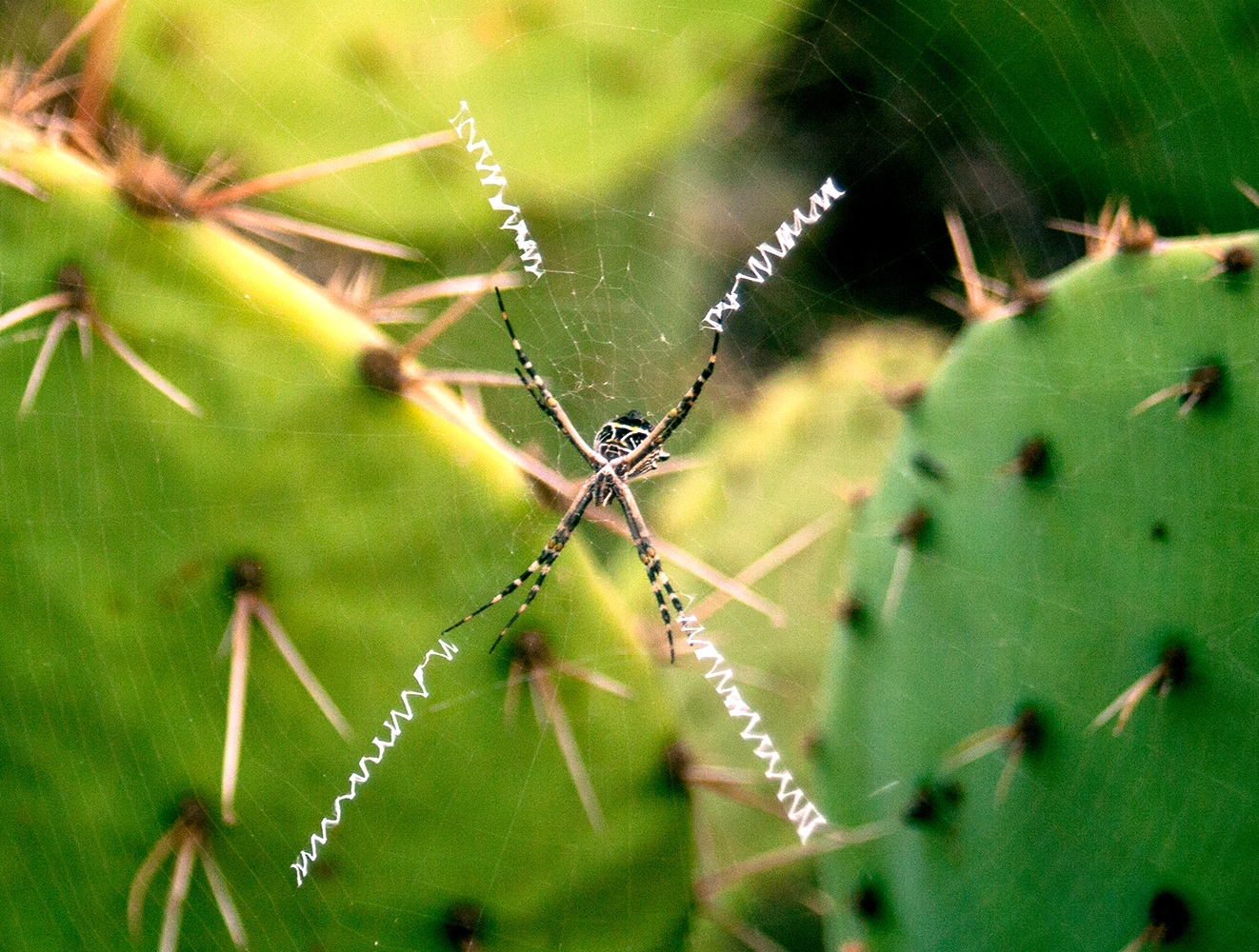 A spider on a web with crossed zig-zag patterns
