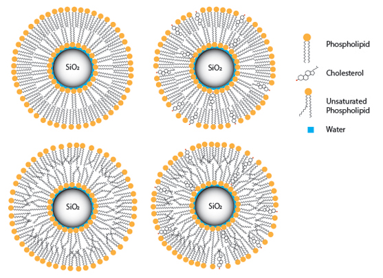 A cartoon showing four silica nanoparticle surrounded by lipid bi-layers
