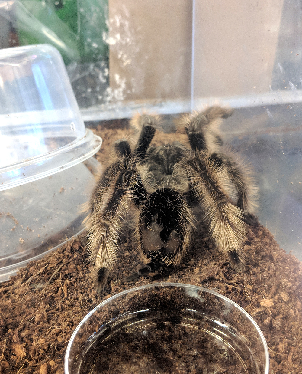 A tarantula spider inside a glass cage