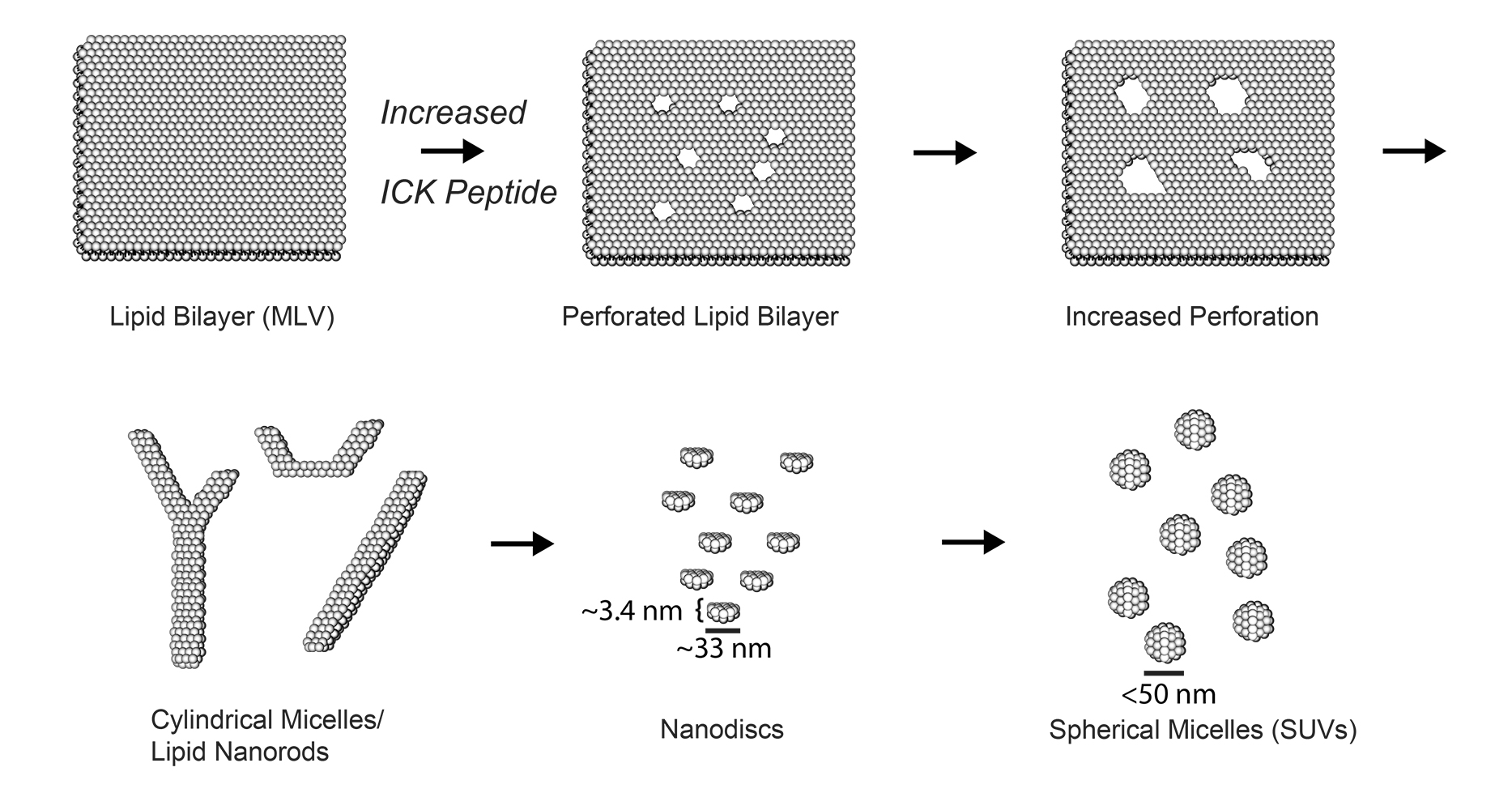 Flow-chart of lipid membrane perforated by venom peptides